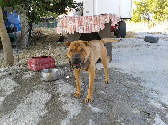PoulaTo: shar pei